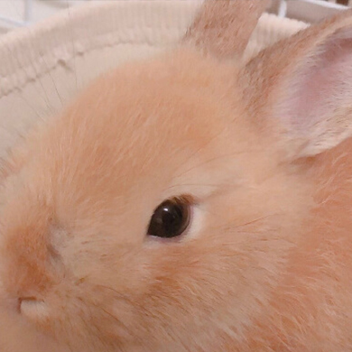 うさぎ（2020年末から家族に仲間入りした癒し）・えび（好きなもの1位）