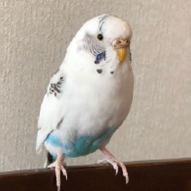 魔法のパワーアップアイテム