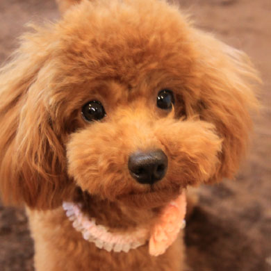 心の栄養ドリンク（コロンちゃん・フライフィッシング・登山）